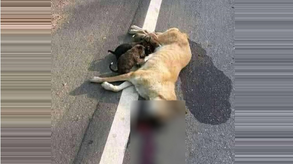 মৃত কুকুরের দুধ পানের হৃদয়বিদারক দৃশ্য মৃত কুকুরের দুধ পানের হৃদয়বিদারক দৃশ্য