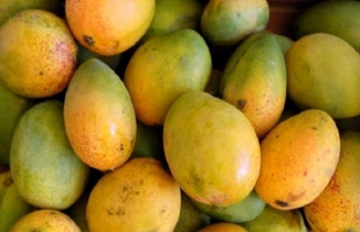 ২০ টাকা কেজি বিক্রি হচ্ছে গাছপাকা আম